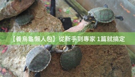 養烏龜的人|【養烏龜懶人包】：從新手到專家，1篇就搞定